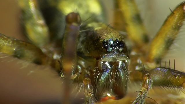 Histopona torpida. Waldtrichterspinne. Eifel, Germany смотреть онлайн