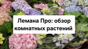 Лемана Про: обзор комнатных растений