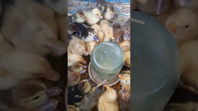 Инкубация утят пака все. #shortsvideo #2024 #duck #подпишись #shorts #shortsyoutube #утята #качата смотреть онлайн