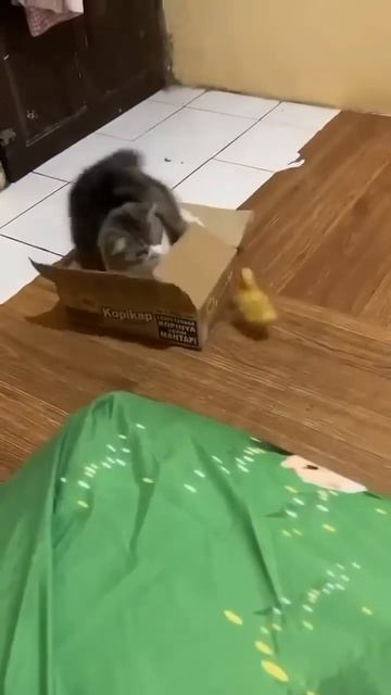 Самые смешные ЖИВОТНЫЕ 5. СМЕХ продлевает жизнь #смешные #угарно #смехдослез смотреть онлайн