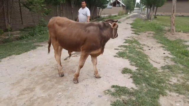 ШВЕД КУЧА ЁШ НОВВОС СОТИЛАДИ 998 93 780 20 39 26 апреля 2022 г SOTILADIGON SHIVED NOVVOS NARXI