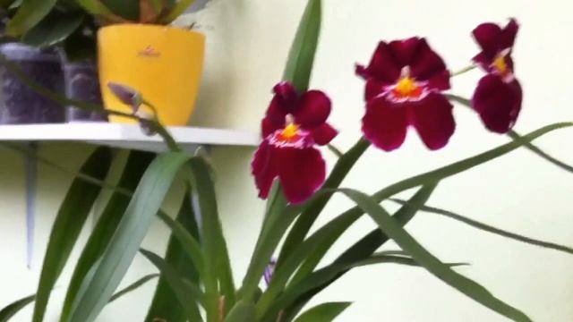 Orchid Care - Miltoniopsis Orchids