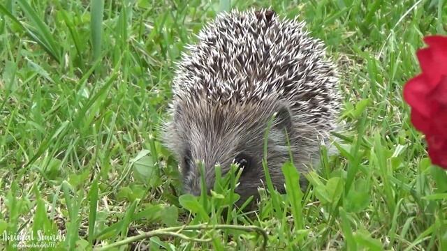 Happy animal moment : Panda, Goose, Cat, Koala, Penguin... смотреть онлайн