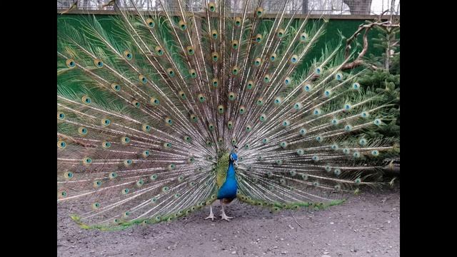 Февраль 2020 смотреть онлайн