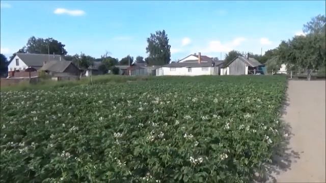 Уход за картофелем на приусадебном участке часть 1 смотреть онлайн