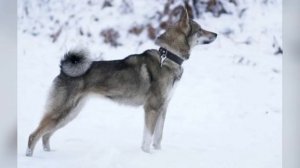 порода собак западно сибирская лайка 🐕