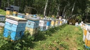 Сибирский медосбор. Карпатки в работе..