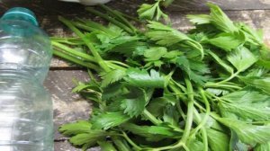 Как заморозить листовой сельдерей на зиму