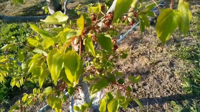 Моніліоз фруктових дерев смотреть онлайн