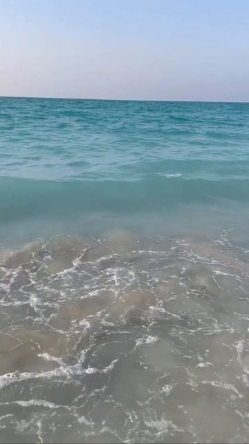 Акулы в персидском заливе 🦈 #персидскийзалив #dubai #travel #дубай