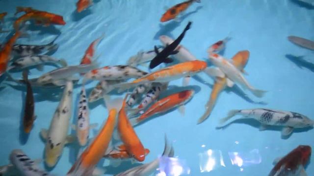 пенза рыбки 2018 часть 7 смотреть онлайн