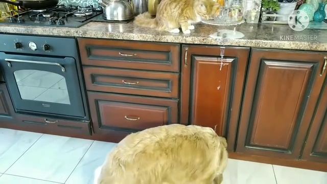 Йогурт голубичный, это ж для голубей! Ладно, летать, так летать!:) По кухне точно буду! смотреть онлайн