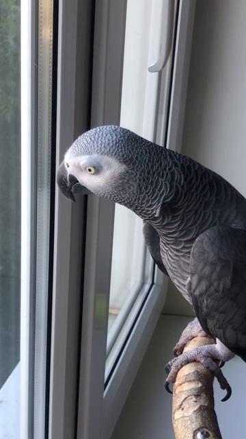 Жако Мидж: Эй вы там, за окном!…😊 #жако #попугай #говорящийпопугай #parrot #africangrey