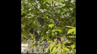 【ショート動画】オオムラサキ(大紫、Sasakia charonda)の羽ばたく翅の音♪”蝶太郎物語りNo.151