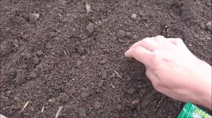 Обрабатываю виноград, раскрыла розы и туи, сею зелень, редис