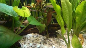 Juwel Rio 125 Day 1 [1080p]