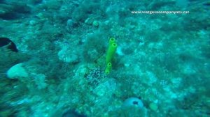 Diving Maria la Gorda, Cuba - Gener 2015