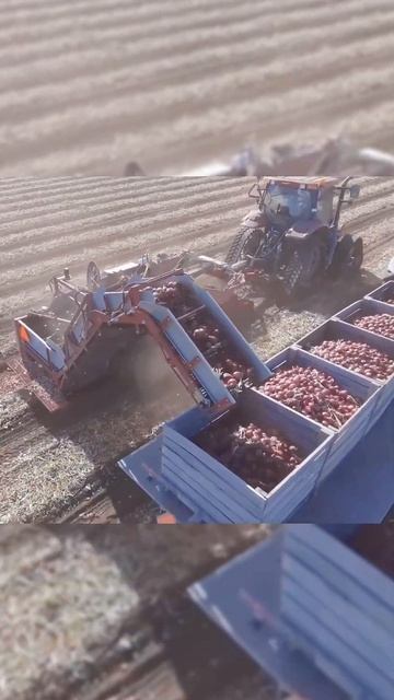 Most Satisfying Agriculture Machines and Ingenious Tools #onion #harvest