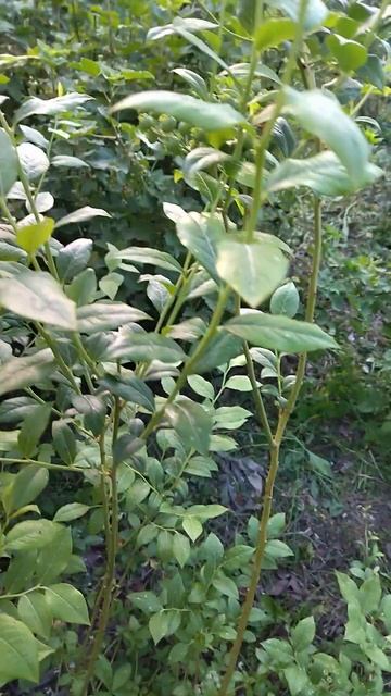 Голубика Блюкроп смотреть онлайн