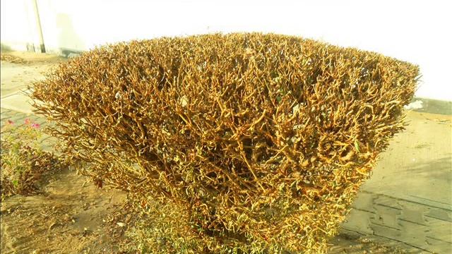 HOW TO CONTROL PARASITIC WEEDS TO SHRUBS  TREES ... SEE THE RESULTS