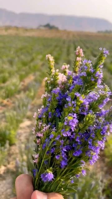 گل زوفا Hyssopus flower смотреть онлайн