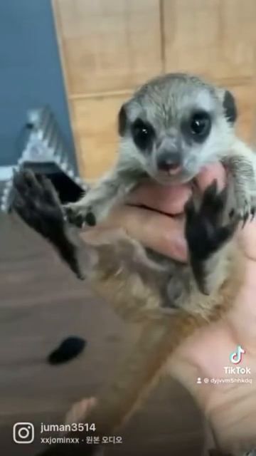 초고퀄 미어캣 인형 смотреть онлайн