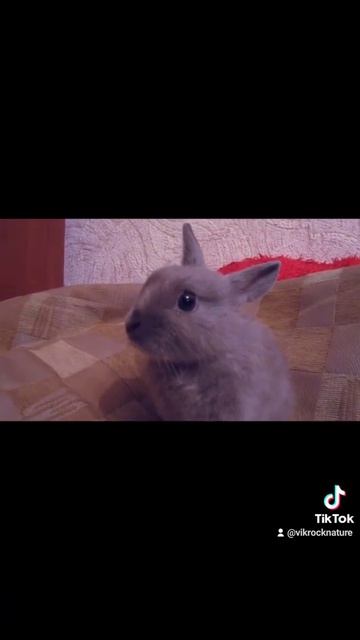 Кролик Нос #shorts смотреть онлайн