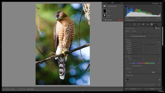 08-04 - Дикая природа Птицы Фоторедактирование