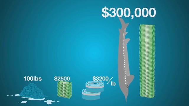 Caviar Schemes: Sturgeon Poachers On The Columbia смотреть онлайн