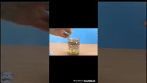 Зелёный медведь варера