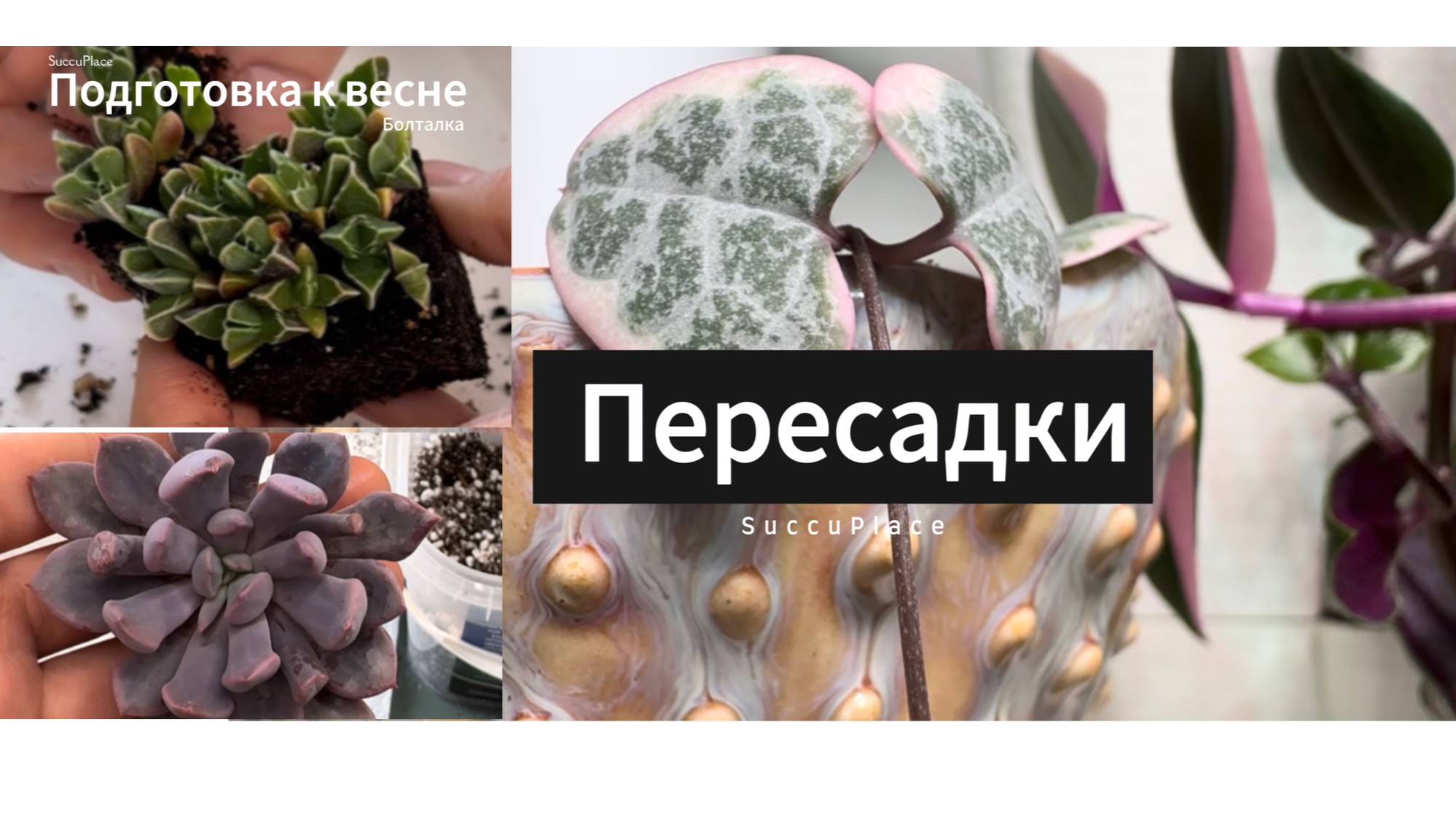 Цветочный влог. Пересадка болталка. Подготовка суккулентов к весне