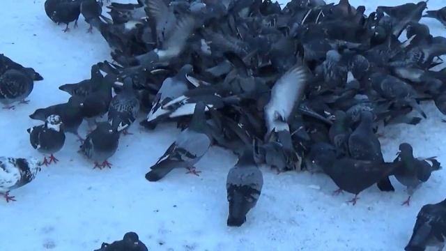 Стая голубей - Columba Livia