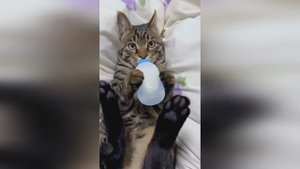 🤣🤣🤣 СМЕШНЫЕ ЖИВОТНЫЕ ЛУЧШИЕ ПРИКОЛЫ С КОТАМИ, СОБАКАМИ, ЖИВОТНЫЕ, СМЕШНЫЕ ВИДЕО