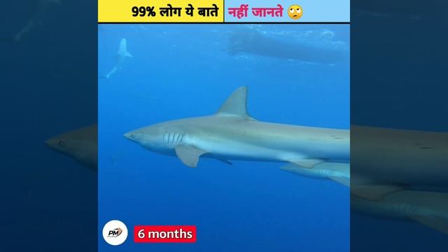 Blue whale के बारे में क्या आप ये जानते हैं 😲 || #facts #shorts || Perfect mindset 2.0 смотреть онлайн