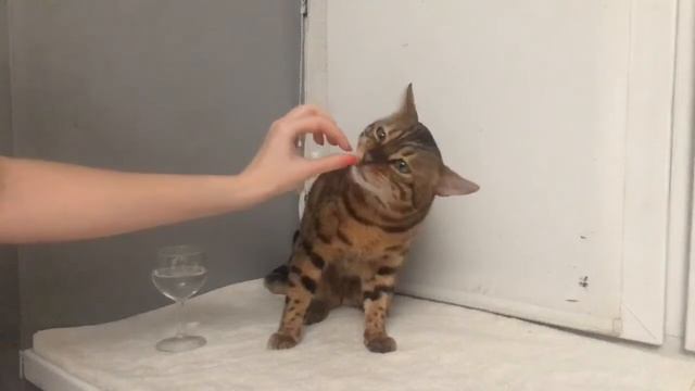 СТРИМ БЕНГАЛЬСКОГО КОТА | КОТ КУШАЕТ смотреть онлайн