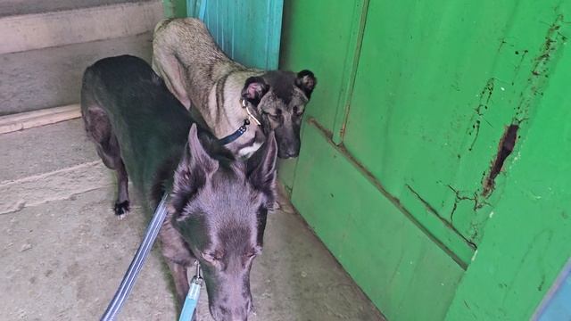 Тянем потянем вытянуть не можем.Выход из дома. Дуэт двух овчарок.