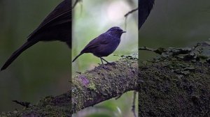 ❗душераздирающая история пение птицы которые уже вымерли их нет сегодня в природе ❗Чешуегорлый мохо