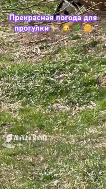Такие милые котики 🐈 🐱 вышли на прогулку в прекрасную погоду 🌞 👌👍👋