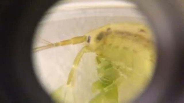 Gammarus locusta eating Ulva spp. смотреть онлайн
