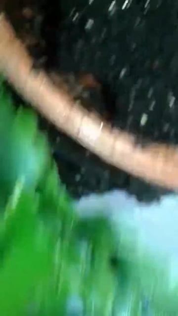 Lasiodora parahybana (Slamon pink bird eater) what you doing? смотреть онлайн