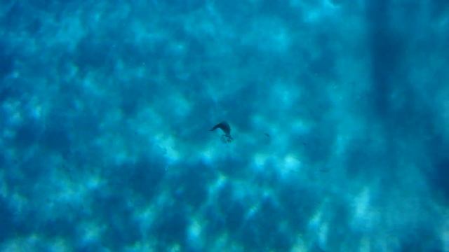 Взрослый тёмный тамарин 2017 - часть 1 смотреть онлайн