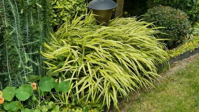 #020 Angel Garden Vlog - Beautiful Flower Garden 4K HDR Video - Shooting stars in the summer - tour смотреть онлайн