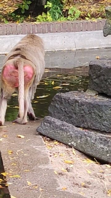 ZOO WORLD  ZW N 710 Mantelpavian