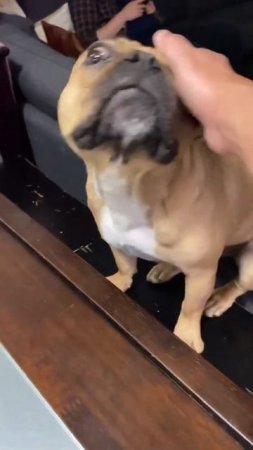 French Bulldog smelling turkey #frenchbulldog #turkey #shorts