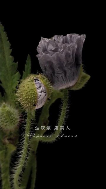 A time-lapse record of the flowering of the Smoky Purple Yucca with a thumping heart. #timelapse смотреть онлайн