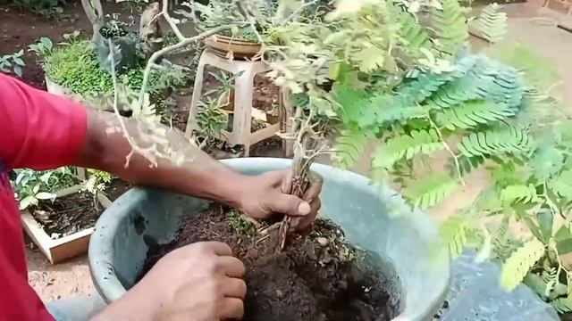 බොන්සායී පැලයක ඉතා ඉක්මනින් කද මහත් කරගැනීම .....අවුරුදු 2 න් අවුරුදු 15 පෙනුමක් ගන්නා ආකාරය...... смотреть онлайн