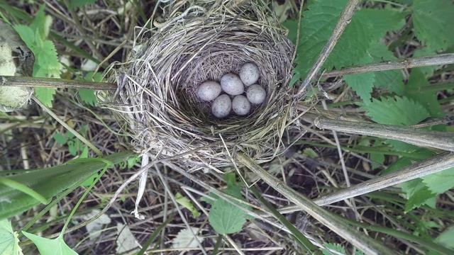 Камышовка Cадовая 150605 15 в крапиве 150615 9 смотреть онлайн
