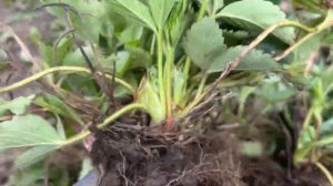 Маточник Фенг Сянга‼️ Рассадим на ягоду🍓🍓🍓‼️‼️‼️