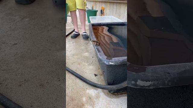 Спасение лягушки смотреть онлайн