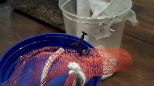 L6 male, curious Monstrum, P. Agrionina смотреть онлайн